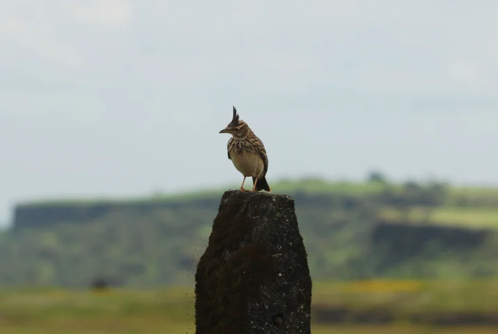 The Lookout