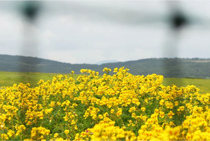 Wildflowers, Blurred Wire