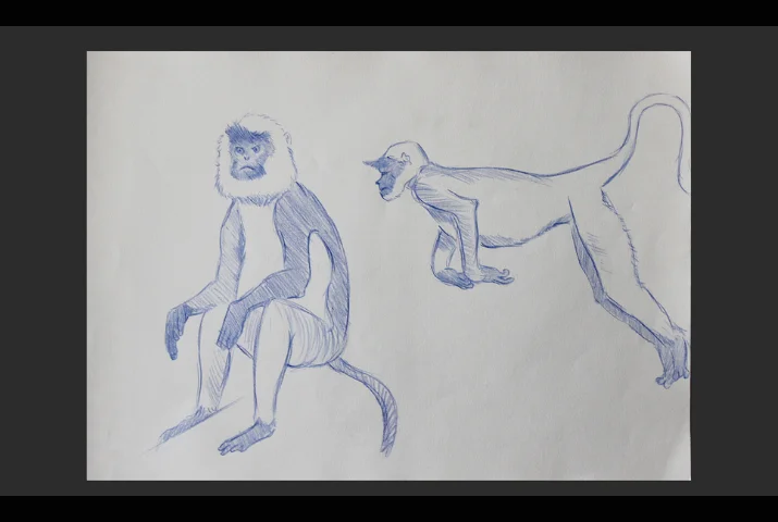 Two Studies of a Langur